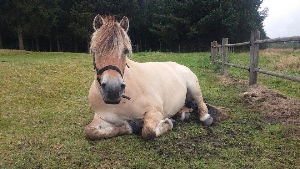 Fjordhest KIRSTINE VÅRBY billede 22