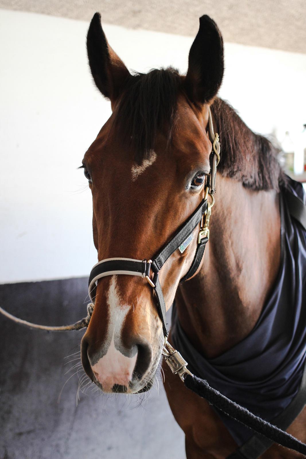 Dansk Varmblod Carsiaz Himmelhest billede 6