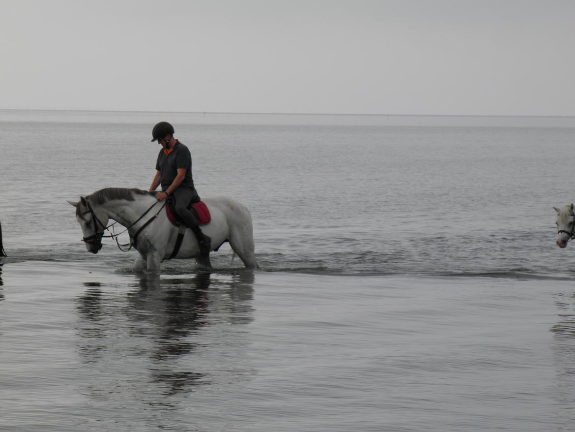 Dansk Varmblod catano billede 15