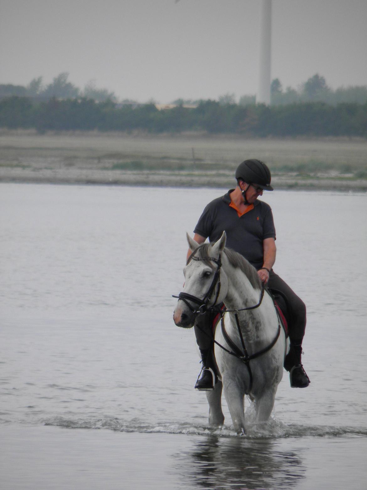 Dansk Varmblod catano billede 13