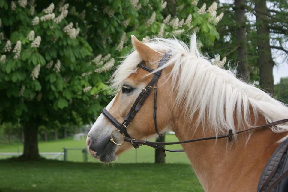 Haflinger Argon billede 9