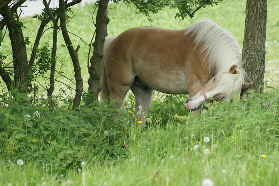 Haflinger Argon billede 8