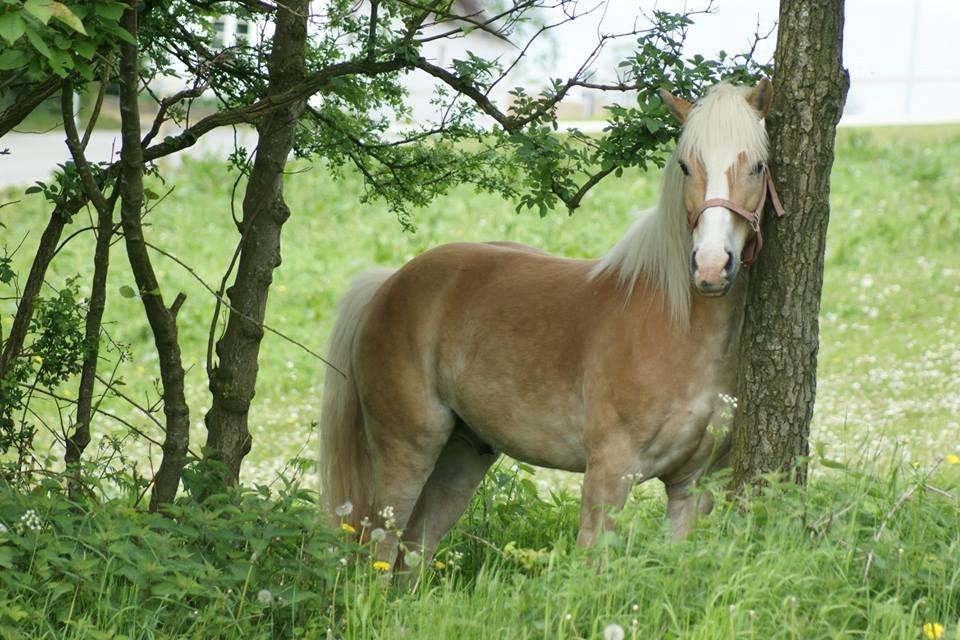 Haflinger Argon billede 7