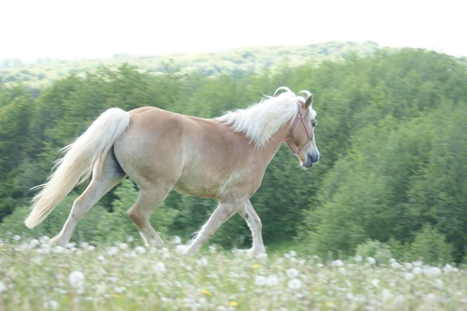 Haflinger Argon billede 11