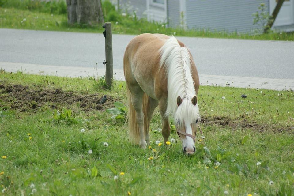 Haflinger Argon billede 13