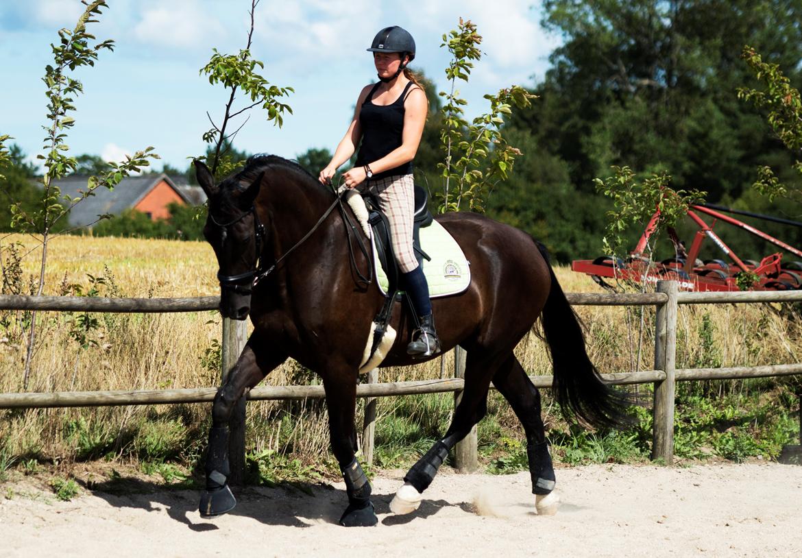 Oldenborg Safian's Con'nero billede 6