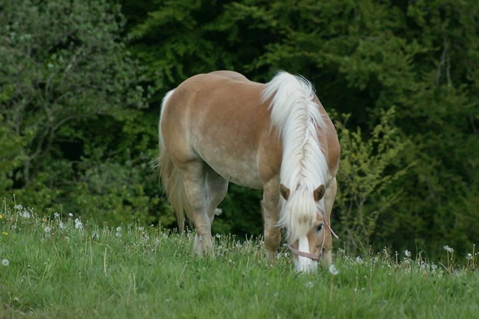 Haflinger Argon billede 15