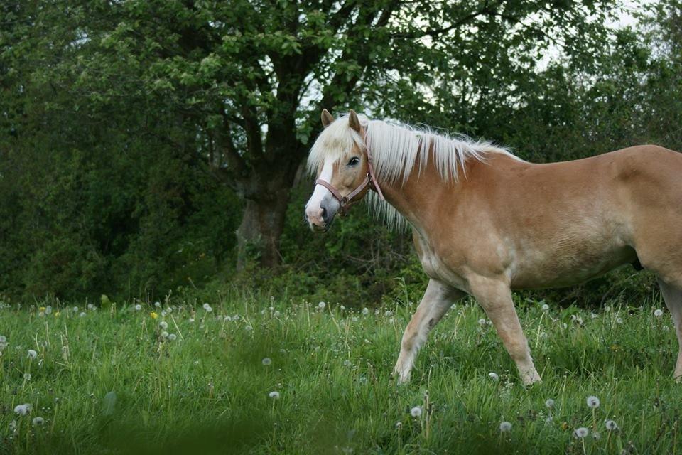 Haflinger Argon billede 16