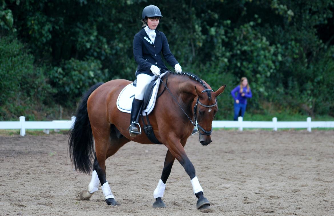 Dansk Varmblod 007 Lightfoot - første stævne - skridt for lange tøjler. Foto: Sara Johansen billede 17