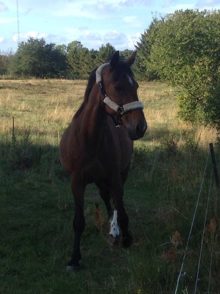 Traver Texaz kaldes texi <3 - Og de bliver ved med at stå der, jeg synes nu de er ret så farlige.  billede 19