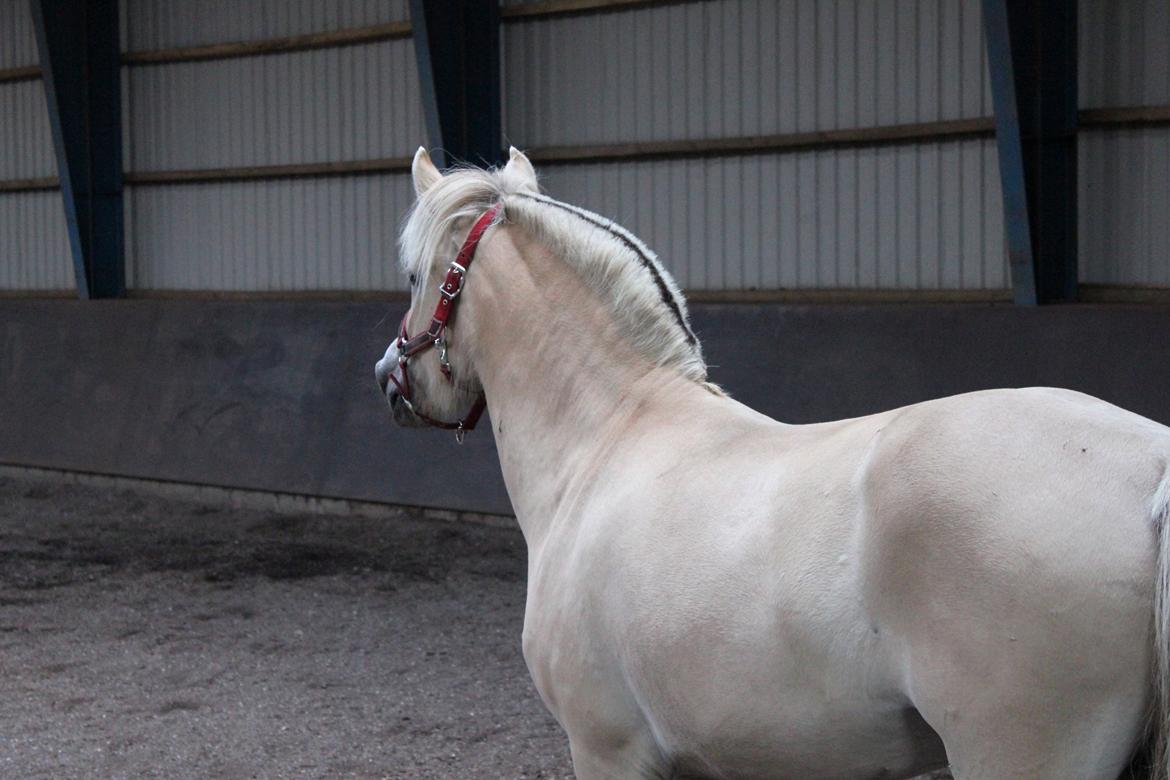 Fjordhest Bjergvangs Flicka Eywa billede 1