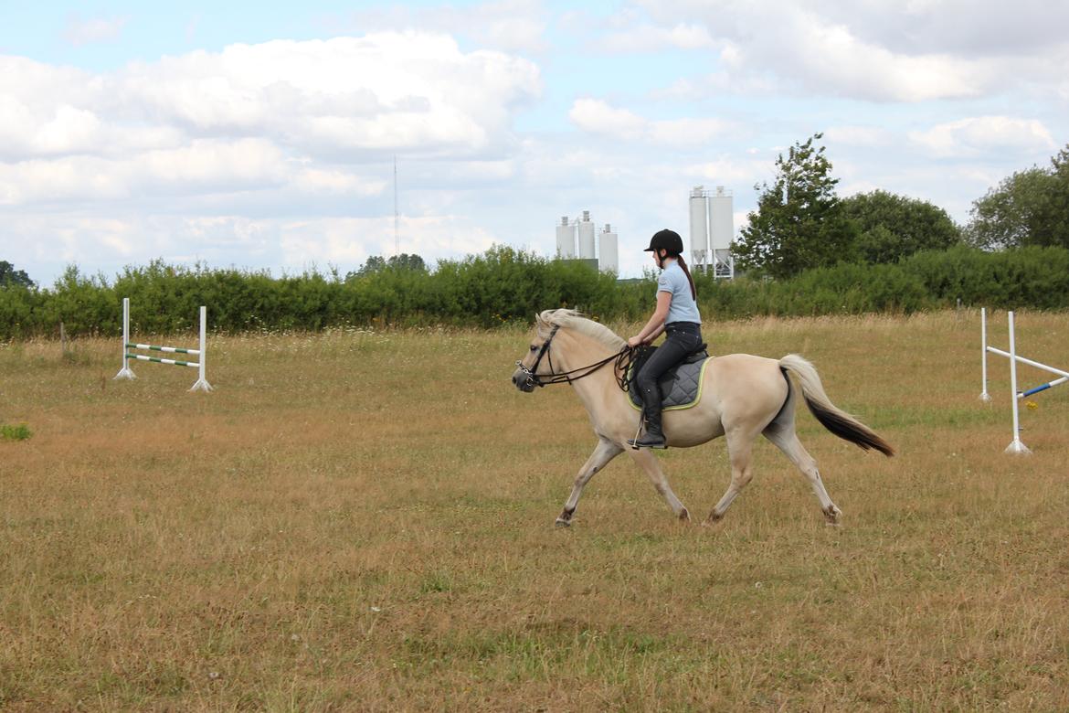 Fjordhest Bjergvangs Flicka Eywa - Tag jer ikke af min opstilling, jeg var nødt til at låne min mors islænder sadel. billede 3