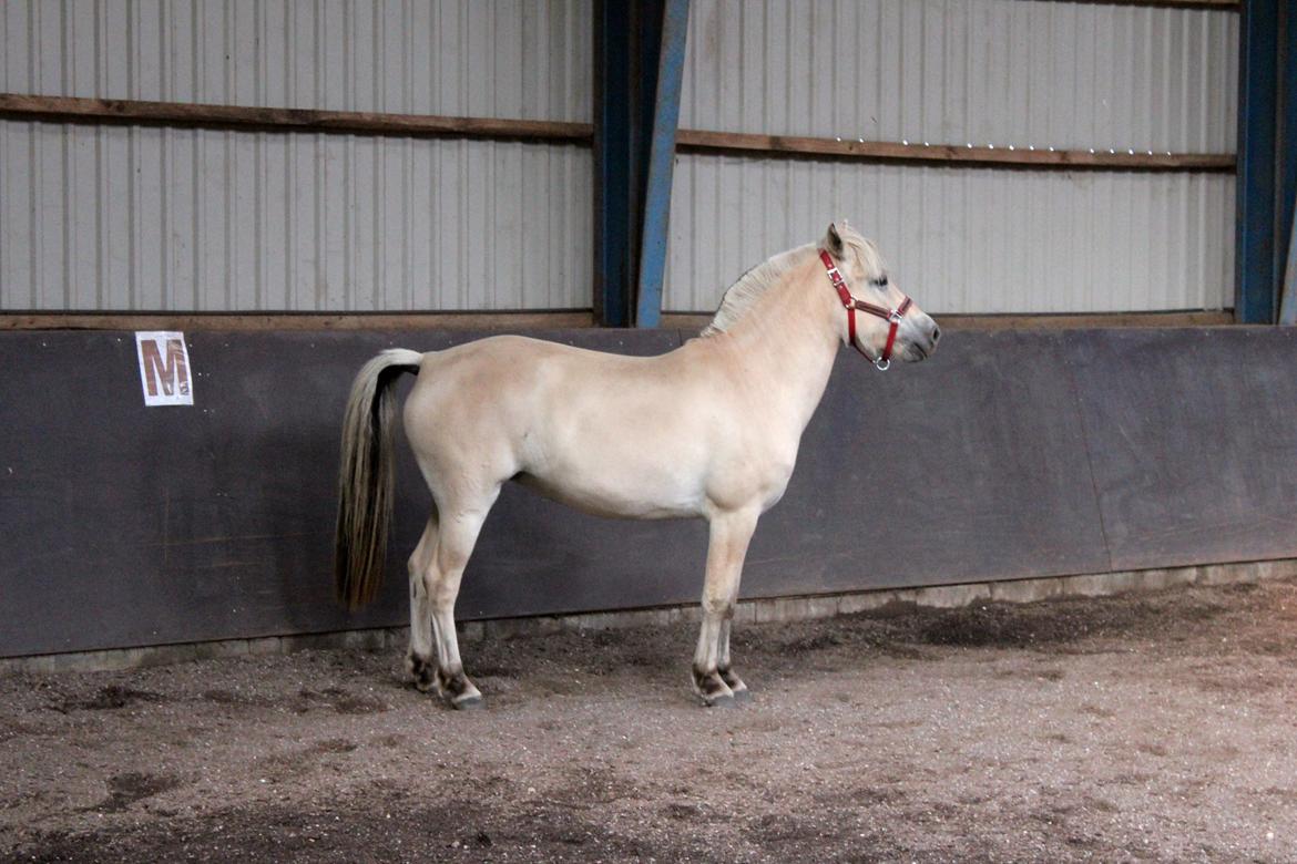 Fjordhest Bjergvangs Flicka Eywa billede 4