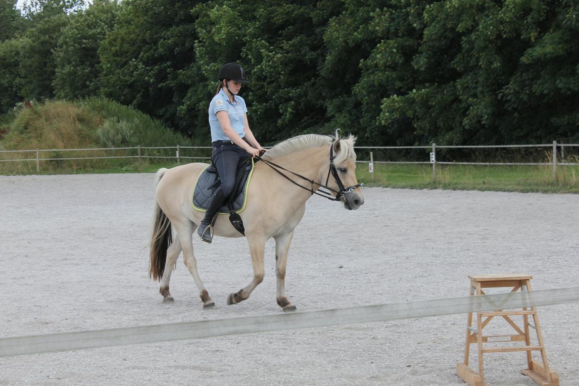 Fjordhest Bjergvangs Flicka Eywa billede 5