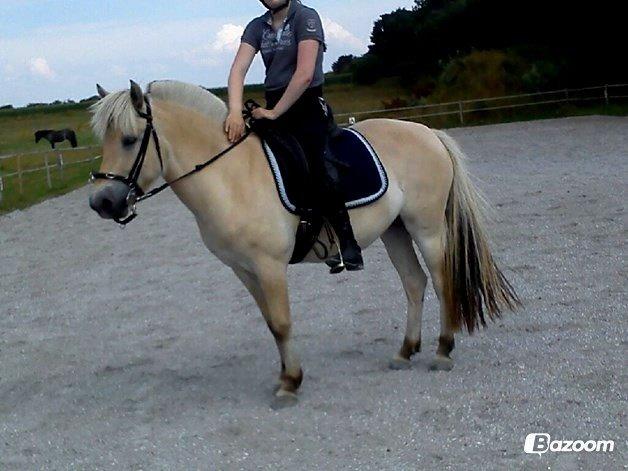 Fjordhest Bjergvangs Flicka Eywa billede 9