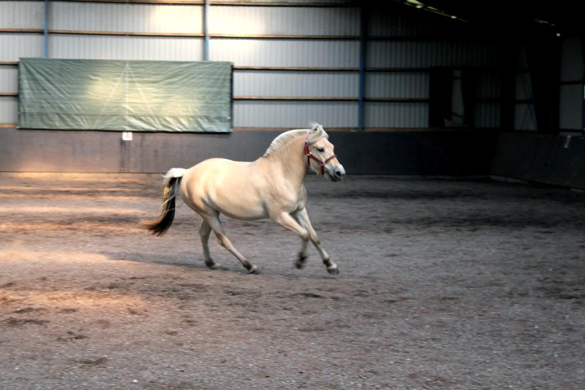 Fjordhest Bjergvangs Flicka Eywa billede 8