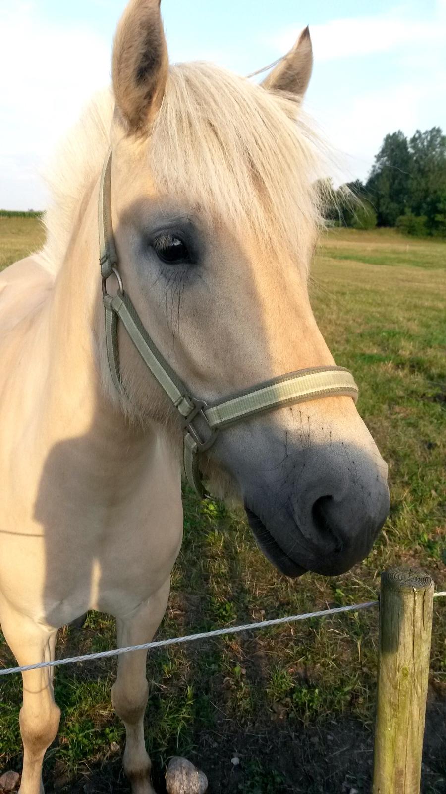 Fjordhest Bjergvangs Flicka Eywa - Den dag jeg fik hende. billede 7