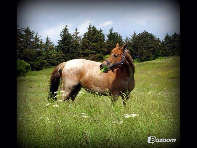 Sportsaraber (A) Elmegaardens Madicken "tidl hest" billede 12