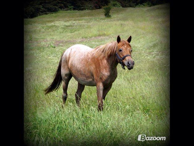 Sportsaraber (A) Elmegaardens Madicken "tidl hest" billede 15