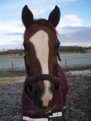 Welsh Partbred (Sec F) Fleur (Pony) [Himmelhest] billede 6