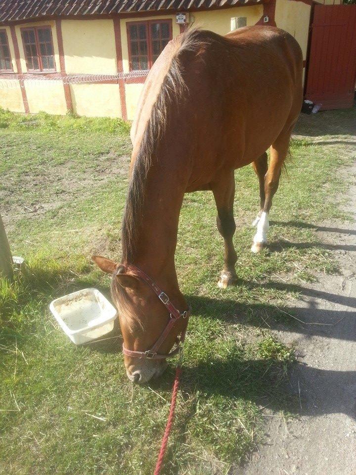 Anden særlig race Royal z`s Fighter billede 12