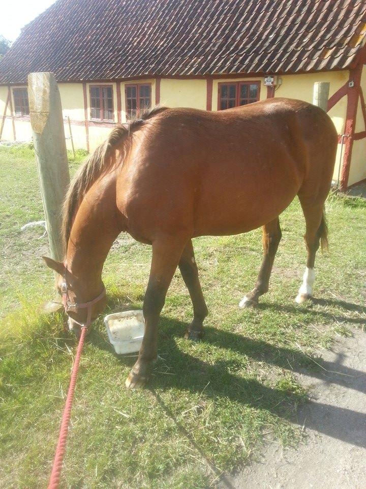 Anden særlig race Royal z`s Fighter billede 13