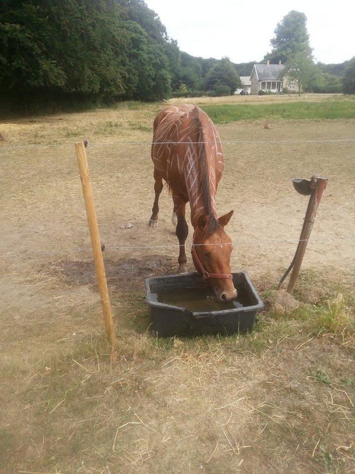 Anden særlig race Royal z`s Fighter billede 14