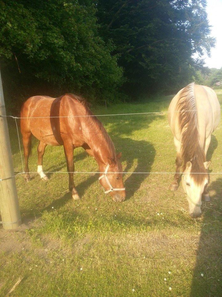 Anden særlig race Royal z`s Fighter billede 15