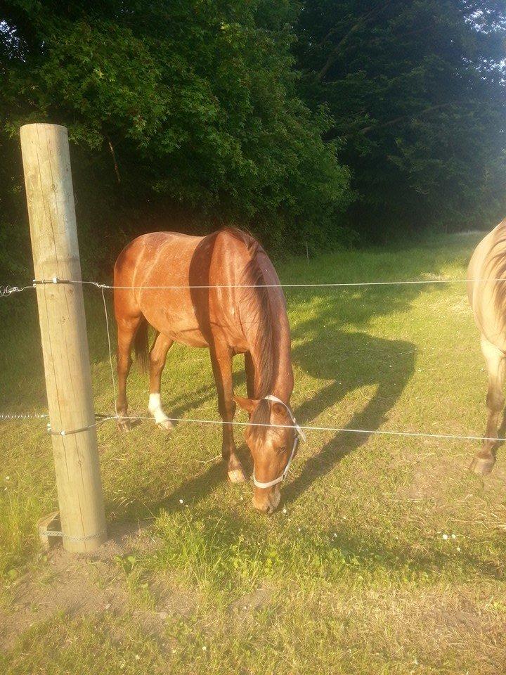 Anden særlig race Royal z`s Fighter billede 16