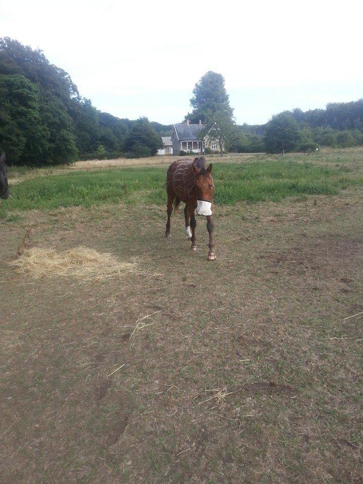 Anden særlig race Royal z`s Fighter billede 17