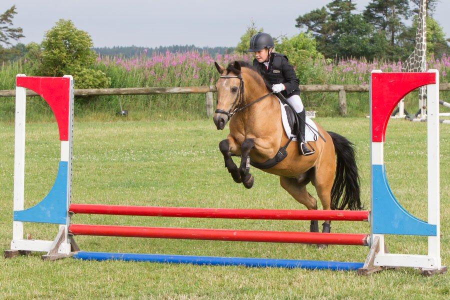 Welsh Pony af Cob-type (sec C) Benzon Stauslykke - Bommen er giftig ;-) billede 8