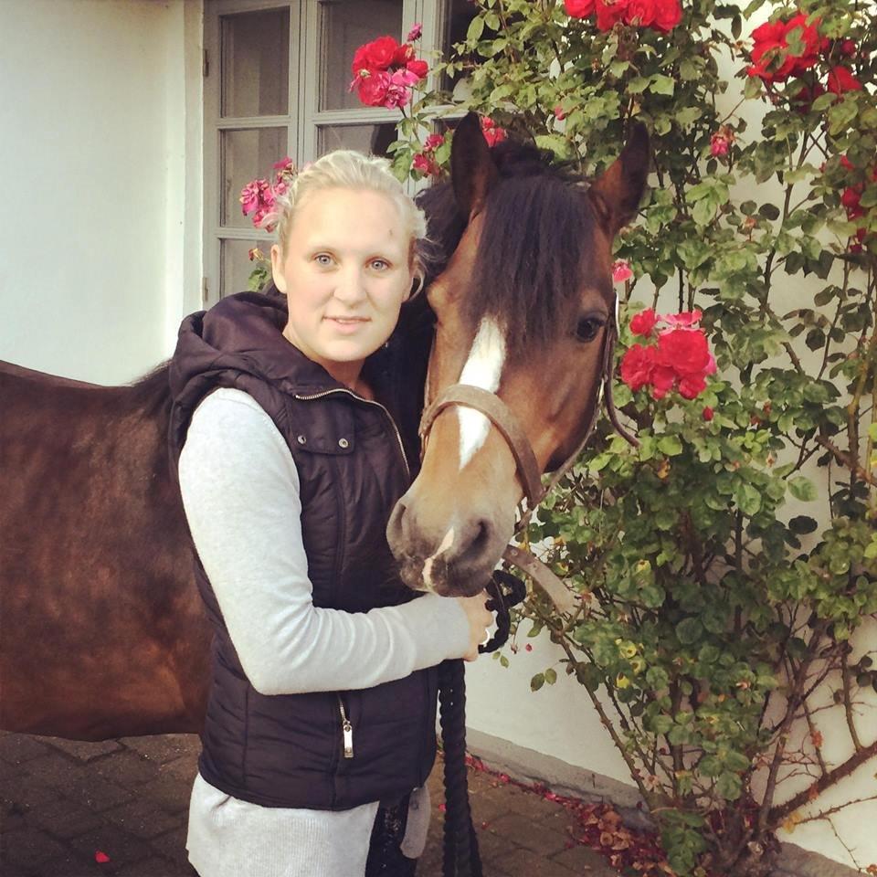 Dartmoor Manze af Vejlebro - Mit et og alt igennem 9 år.  billede 1