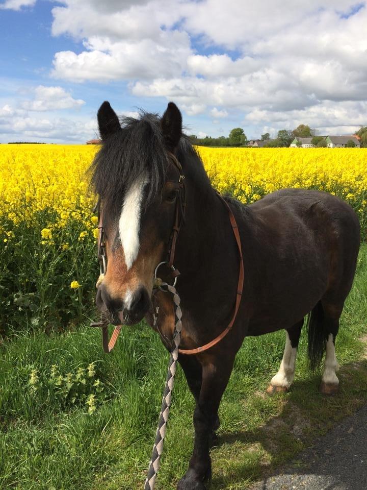 Dartmoor Manze af Vejlebro billede 10