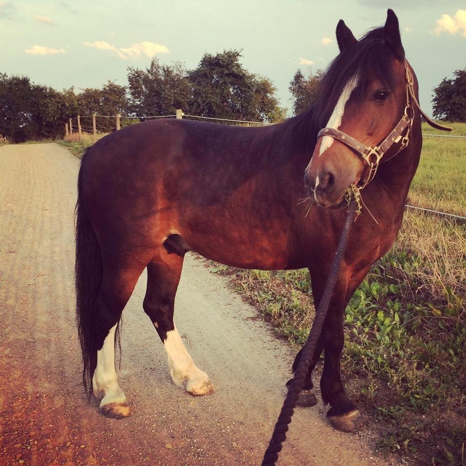 Dartmoor Manze af Vejlebro - Lækkermås ;) billede 11