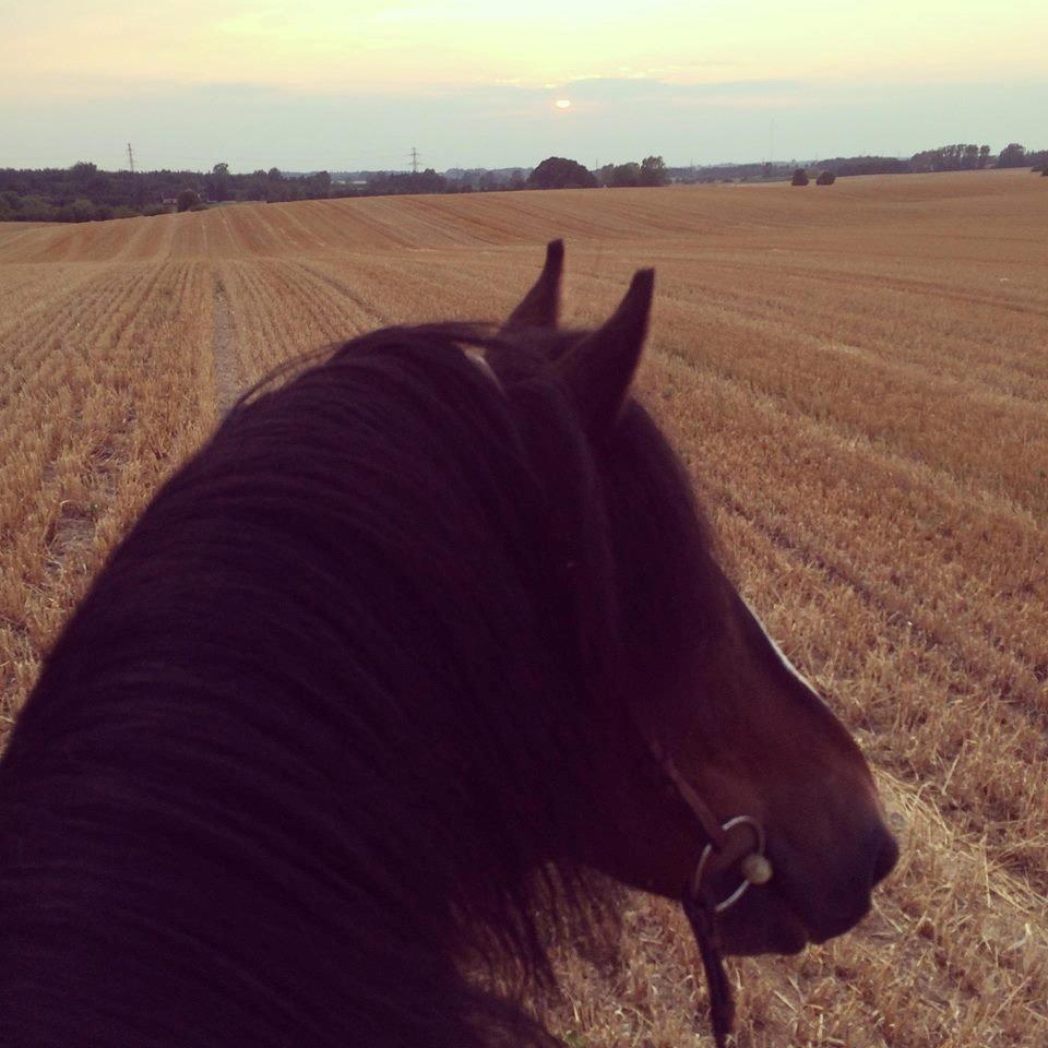 Dartmoor Manze af Vejlebro - Stubmarker, det bedste vi ved! sommer 2014 <3 billede 15