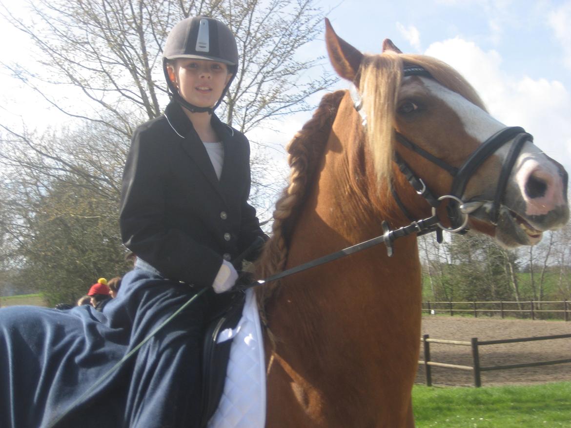 Welsh Cob (sec D) White Feet (White socks)(Sokke) billede 19