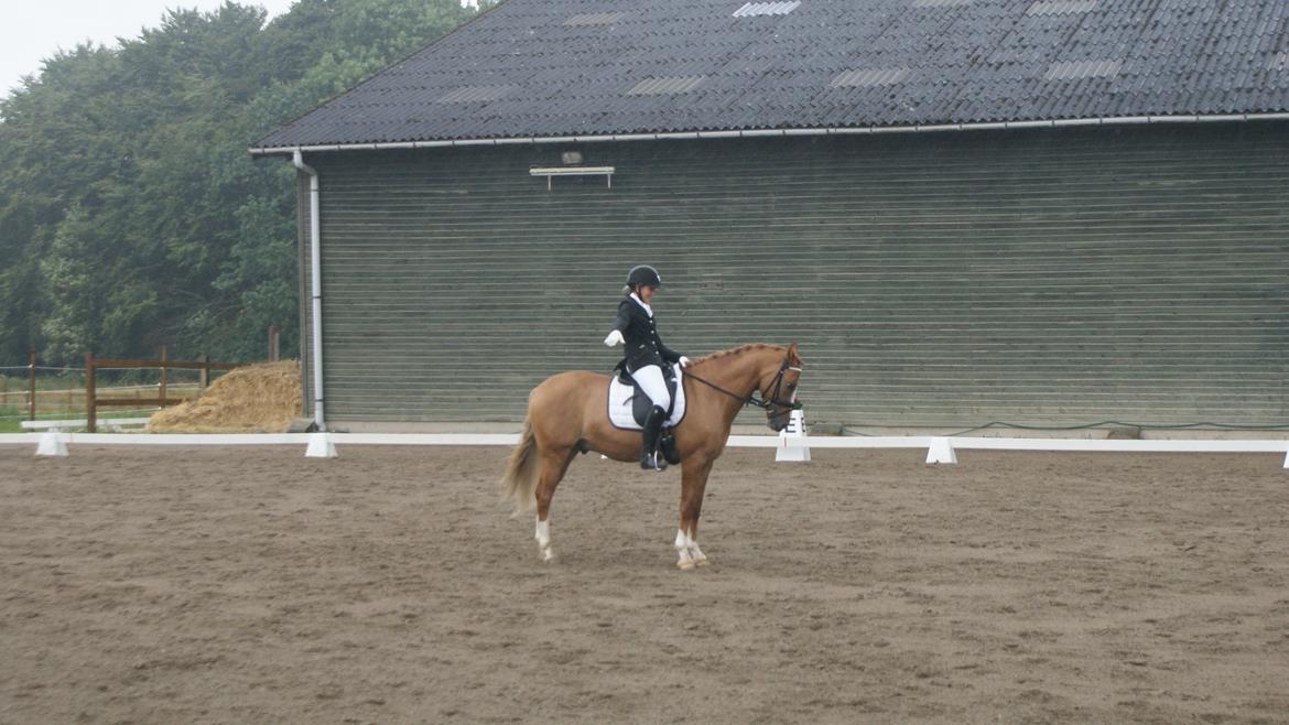 Tysk Sportspony Dominus B B-pony - Debeut i PRI - 69,250 % og en 2. plads <3 billede 17