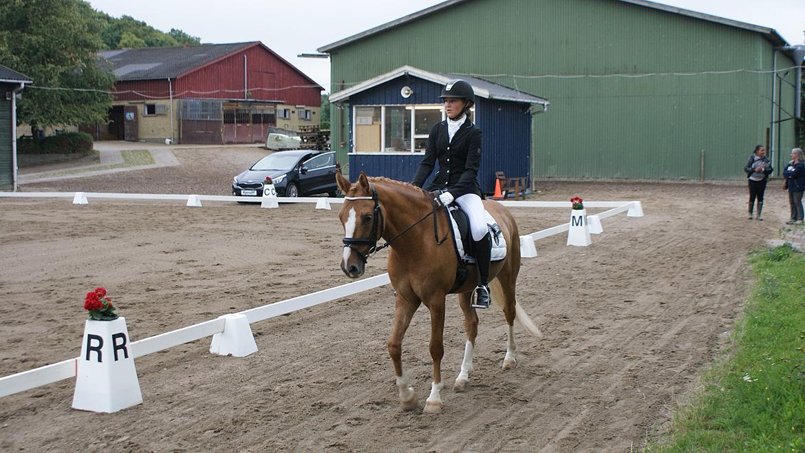 Tysk Sportspony Dominus B B-pony billede 3