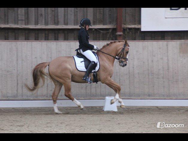 Tysk Sportspony Dominus B B-pony - Første stævne sammen... LA2 til 71,8 % og 1. plads billede 1