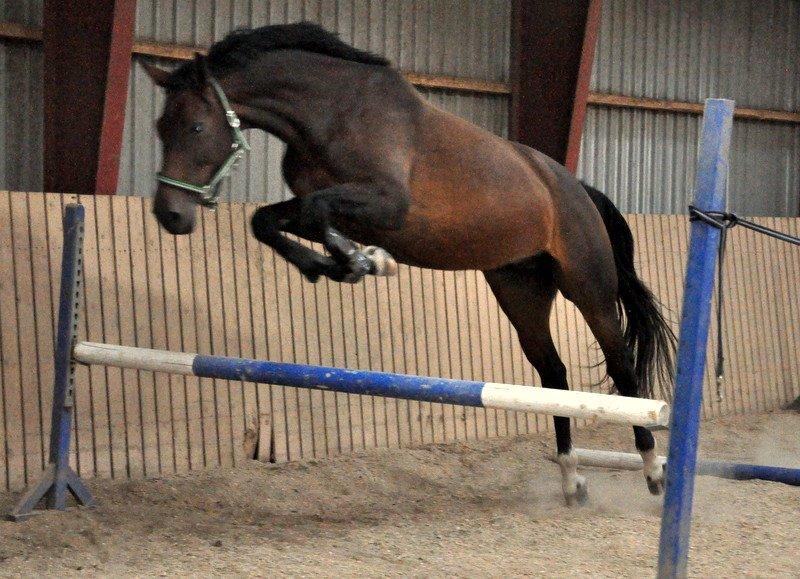 Dansk Varmblod Astoria - 18. august 2014. Første gang prinsessen løsspringer i 3-4 år ;) Foto: Stine Ravn billede 19