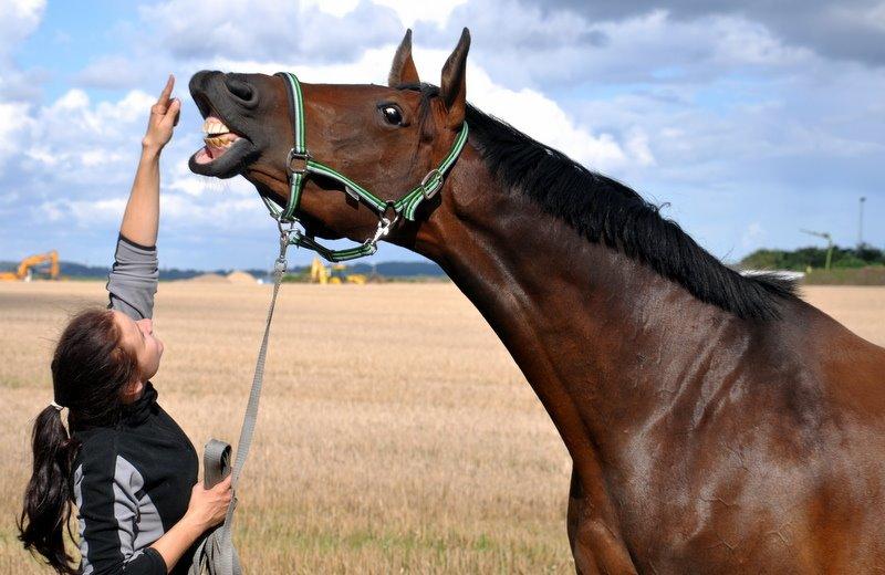 Dansk Varmblod Astoria - 18. august 2014 :) Foto: Stine Ravn billede 2