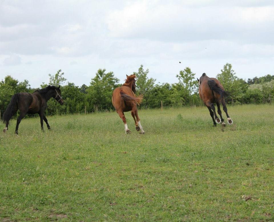 Trakehner Racotta af Egehøj - På gensyn  billede 10