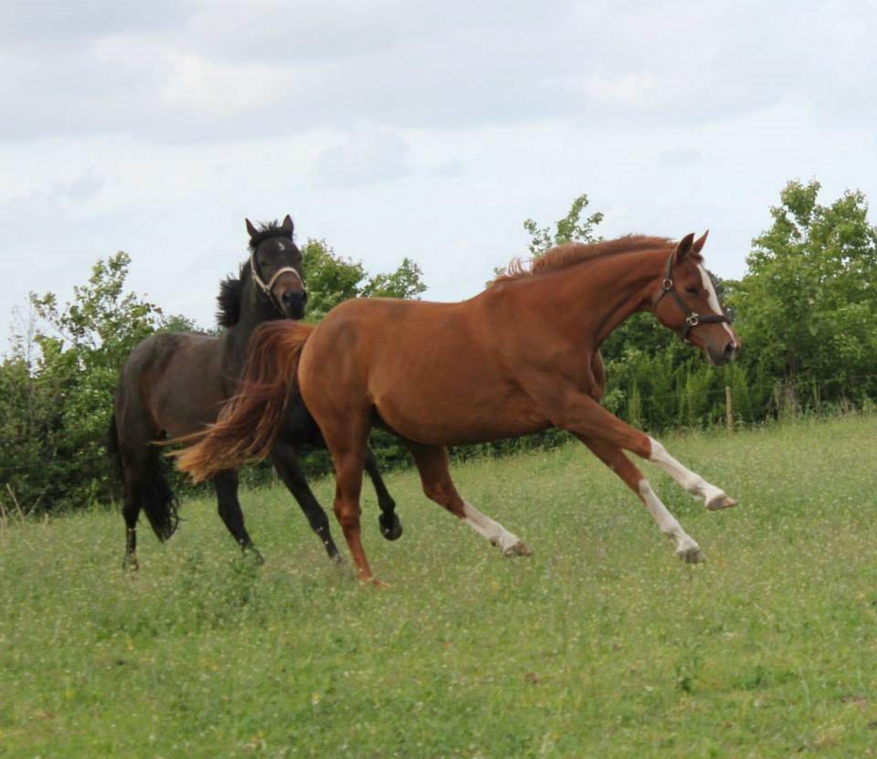 Trakehner Racotta af Egehøj billede 2