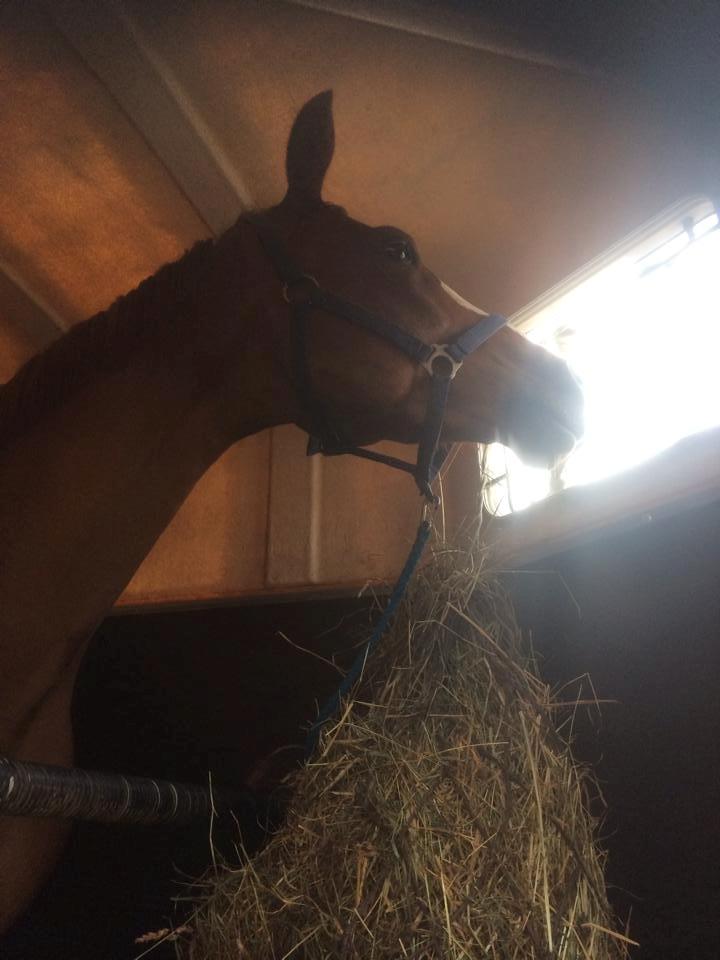 Trakehner Racotta af Egehøj - Da hun lige var ankommet billede 5