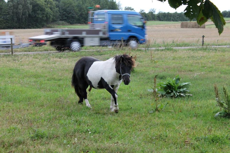 Shetlænder Vadehavets Chrisdebaan billede 8