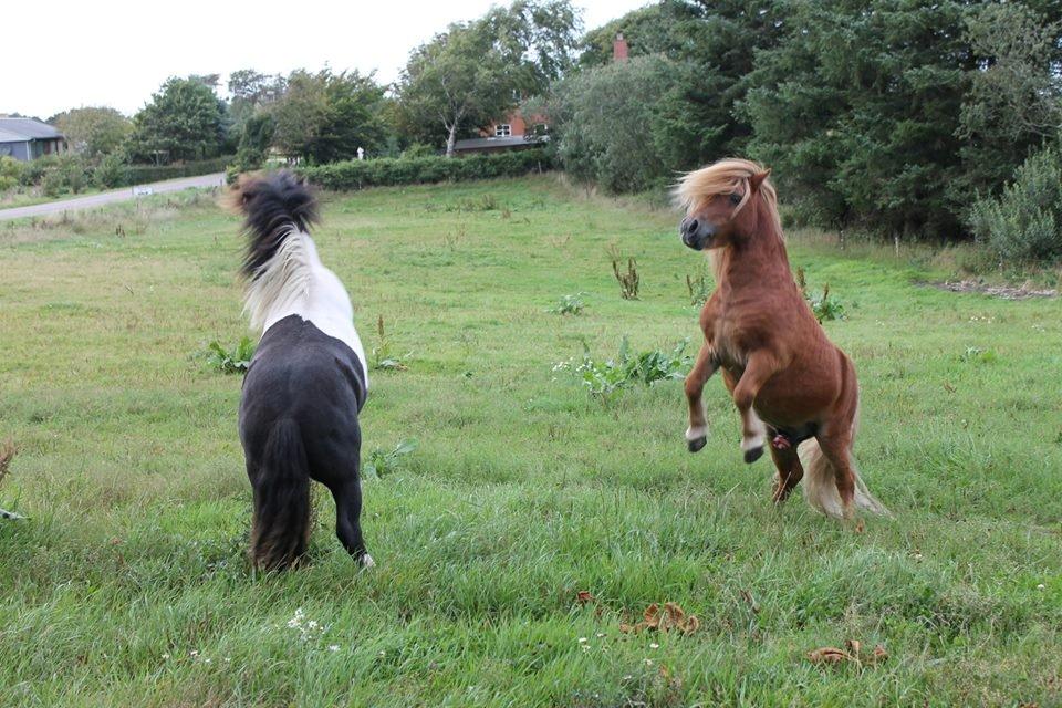 Shetlænder Skovlundens Kevin - Kevin, 16/8 2014, Foto; rollo. billede 21