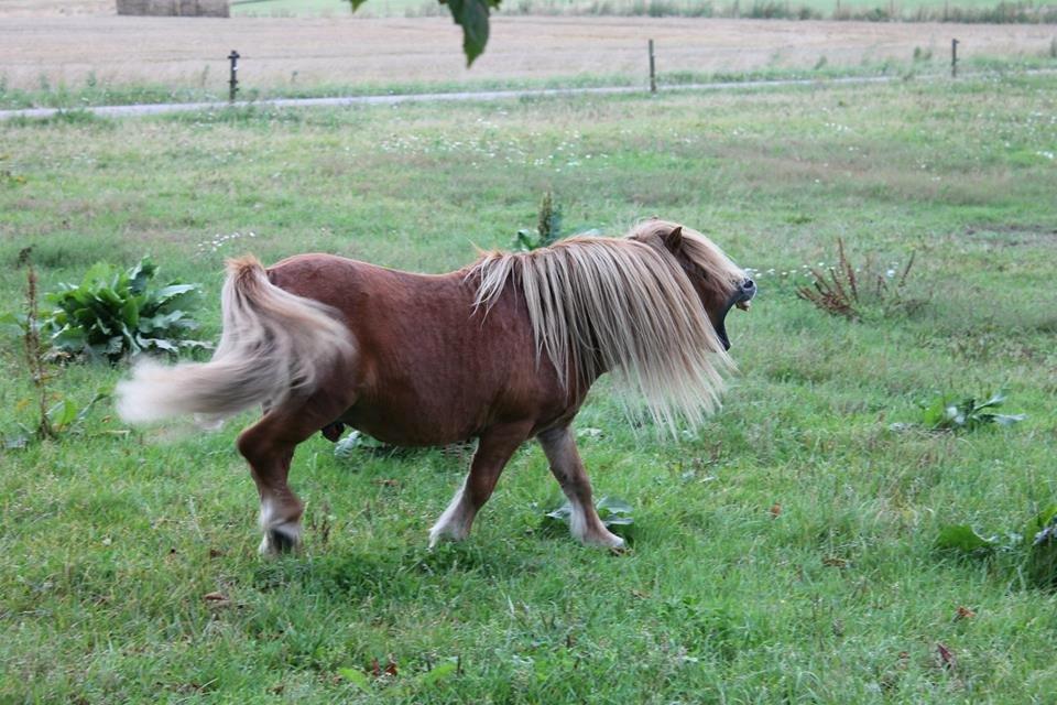 Shetlænder Skovlundens Kevin - Kevin 2014, foto; rollo. billede 23