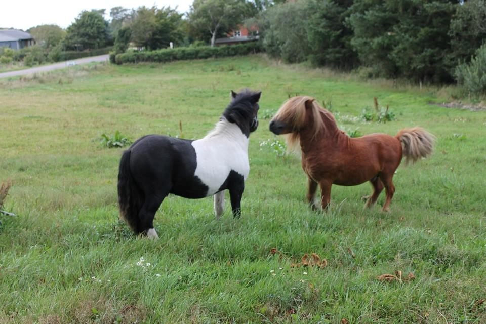 Shetlænder Skovlundens Kevin - Kevin og Chris, 16/8 2014, foto; rollo. billede 24