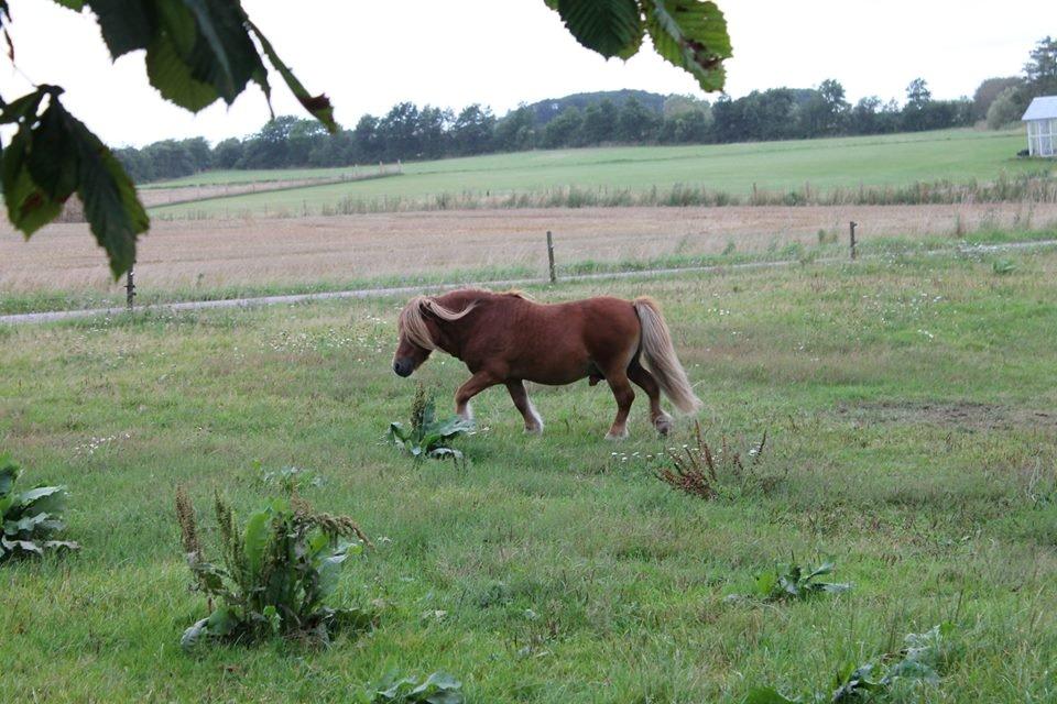 Shetlænder Skovlundens Kevin - Kevin 2014, foto; rollo. billede 25