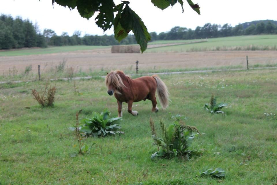 Shetlænder Skovlundens Kevin - Kevin 16/8 2014, foto; rollo. billede 26